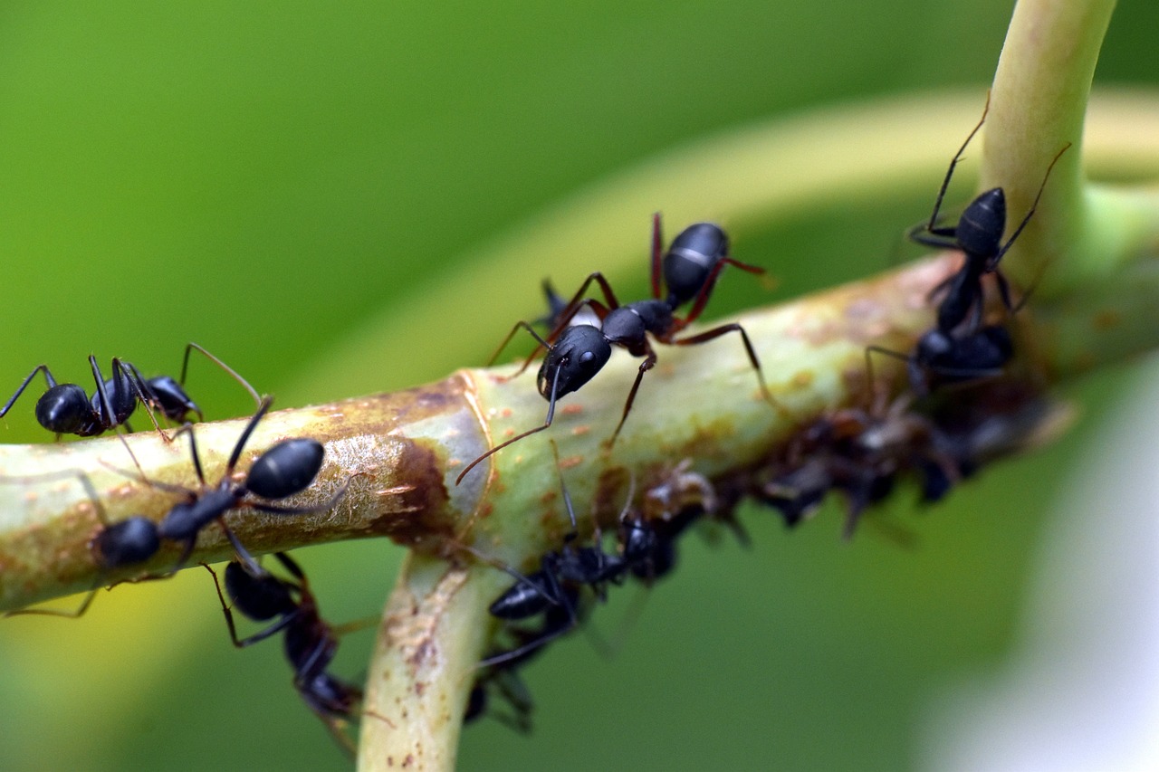 Welke soorten mieren zijn geschikt voor een mieren huis?